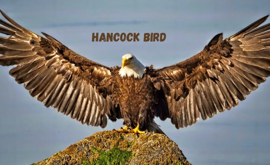 hancock bird